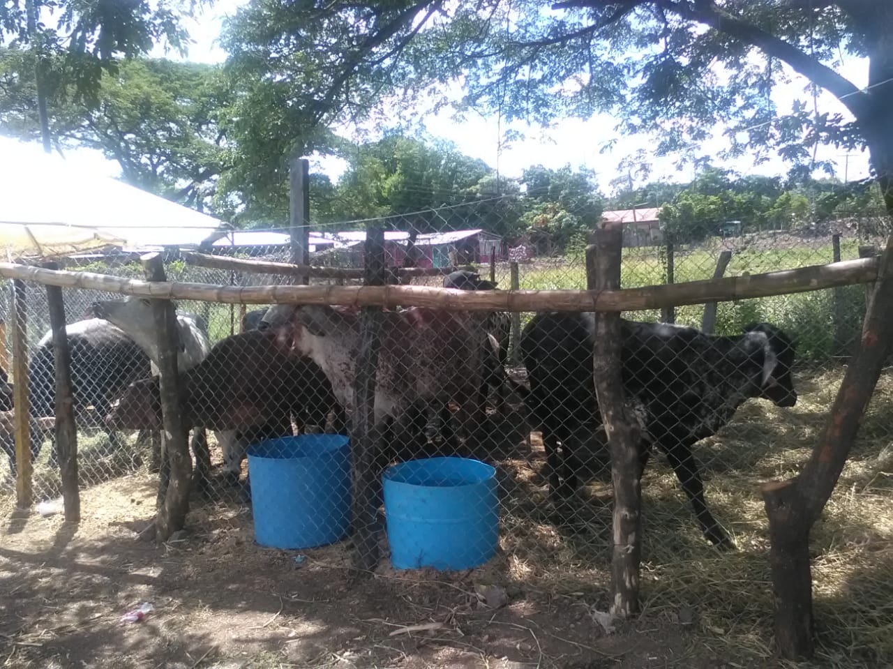 ganado1